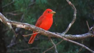 Summer Tanager call [upl. by Clough876]