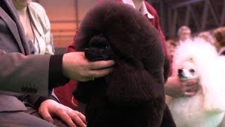 Crufts Toy Poodle Best of Breed 2012  Ch Vanitonia Youll See [upl. by Tiloine]