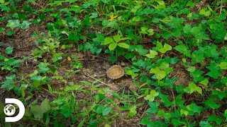 Conociendo más acerca de la tortuga espinosa  Dentro de Wild Frank  Discovery Latinoamérica [upl. by Geof]