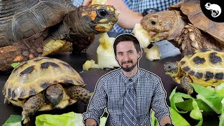 Why Tortoises Are The Best Pet Reptiles [upl. by Ainerbas]