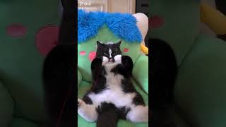 Funny cat shortsytshortstremding [upl. by Angel]