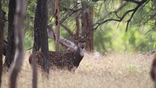 Chital Deer Spiker On Alert  Spotted Safaris [upl. by Ruella596]