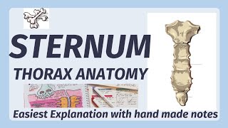 Sternum Anatomy  Bone  Manubrium Sternal Angle Xiphoid process  joints of sternum [upl. by Aerdnaxela]