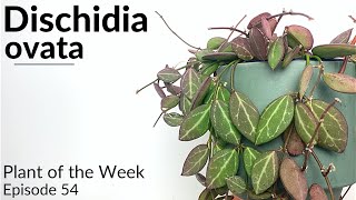 How To Care For Dischidia ovata  Plant Of The Week Ep 54 [upl. by Ellehcer]