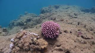 Snorkeling Anini Beach north shore Kauai [upl. by Uaerraj]