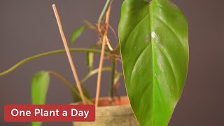 Philodendron erubescens Red leaf Philodendron Houseplant Care — 51 of 365 [upl. by Artenra]