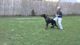 Dobermann Izrafel Abe Arroganto in Bite Training [upl. by Jacquet]