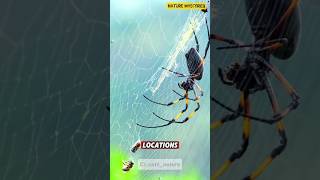 The Spider The Master Web Builder of Nature 🕷🕸 spider spiderwebs wildlife facts shorts [upl. by Jourdain]