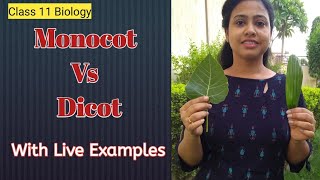 Anatomy of Flowering plantsMonocot Vs Dicot Live ExamplesTap root amp Fibrous rootClass 11 Biology [upl. by Bernardina]