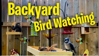 🔴LIVE Garden Bird Feeders BlueJays Cardinals Woodpeckers Squirrels birds nature [upl. by Conlin330]