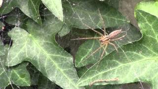 Wasp hunting the spider [upl. by Nobel]