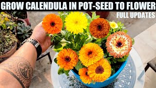 Easiest Flower To Grow From Seed  CALENDULA  SEED TO FLOWER [upl. by Ignacio]