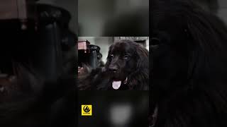 Newfoundland Dog Trusty Companion in Water Rescue amp Adventure trending pet doglovers [upl. by Anirehtac]