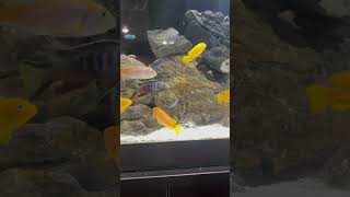 The Mbuna Cichlid Tank Lake Malawi [upl. by Safier10]