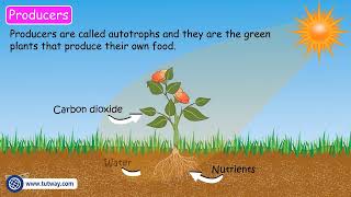 Decomposers  Heterotrophs Detritivores  Producers Consumers Scavengers Decomposers Food Chain [upl. by Airotel]