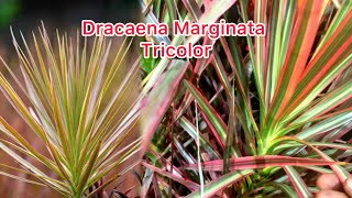 Dracaena Marginata Tricolor Propagation Cuttings amp Growth Secrets Revealedquot 😱🌱☘️🌵 [upl. by Jurdi970]