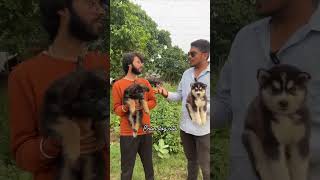 Happy customer with 100 home breeding puppies 🐶🔥shorts ytshorts [upl. by Nalra]