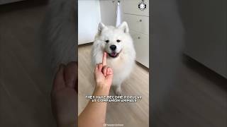 Samoyed ❤️‍🔥 Unconditional Love amp Loyalty [upl. by Ecirtel76]