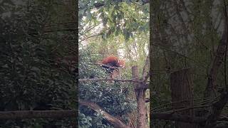 Elusive Red Panda at Chester Zoo chester chesterzoo redpanda elusive [upl. by Blaseio677]