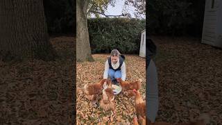 Getting the chickens ready for winter 🐔❄️ chickens chickencoop cleaningwithgabie [upl. by Redneval]