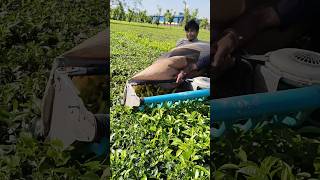 Tea leaf harvest shortvideo automobile subscribe ytshortsindia shorts shortsfeed newshorts [upl. by Schaper]