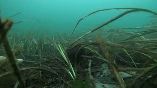 20211002  Atlantic Tomcod S of Clarks Island in Duxbury Bay [upl. by Thetes54]