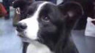 Choosing Border Collies [upl. by Gisella]