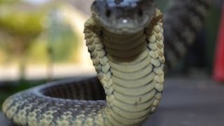 Portsea Tiger Snake 22113 [upl. by Kassi522]