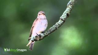 Spotted Flycatcher [upl. by Nasah62]