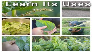 Smallspike False Nettle Boehmeria cylindrica  Identification Edible amp Utilitarian Uses [upl. by Mcclish690]