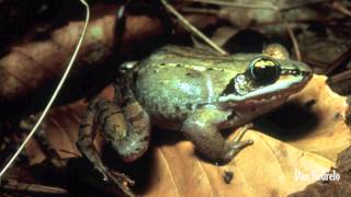 Wood Frog Lithobates sylvaticus [upl. by Rickert440]