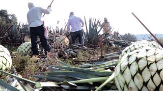 Discover the Making of Mexican Agave Sugar Video [upl. by Waine17]