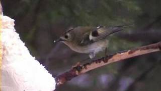 KUNGSFÅGEL Goldcrest Regulus regulus Klipp  146 [upl. by Tnilc369]