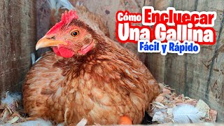 Cómo Encluecar Cualquier Gallina Super FACIL [upl. by Fradin553]