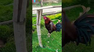 Manok na pula 12 and 3 [upl. by Bartholemy]