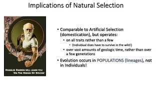 Lecture 12 Evolution Part II Evolutionary Patterns [upl. by Leak142]