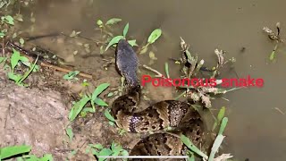 Water moccasin snake vs water snake identification [upl. by Matejka]