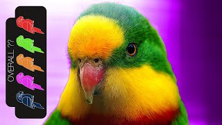 Superb Parrot The Best Pet Parrot [upl. by Evanthe]