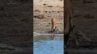 Crocodile not allow deer to drink waterwildlife [upl. by Wyck]