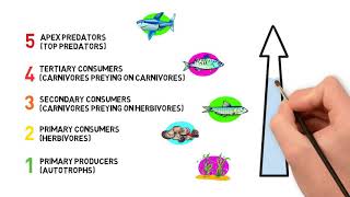 FAIRSEA The trophic level of marine species [upl. by Darlene]