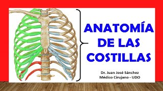 🥇 Anatomía de las COSTILLAS Rápida Fácil y Sencilla [upl. by Muna]