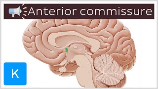 Anterior commissure  Anatomical Terms Pronunciation by Kenhub [upl. by Nhar370]