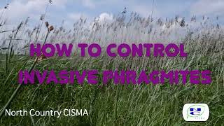 How to Control Invasive Phragmites [upl. by Richardson]