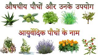 औषधीय पौधों और उनके उपयोग  Ayurvedic Plants Information In Hindi  आयुर्वेदिक पौधों के नाम [upl. by Yelsek]