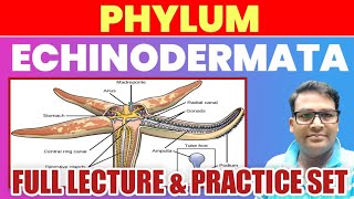 Phylum Echinodermata full lecture  Echinodermata one shot lecture  Echinodermatamcq tgtpgt2023 [upl. by Bekah675]