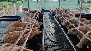 Sheep farming rambouillet dorper nari suvarna goat stallfeeding [upl. by Wightman]