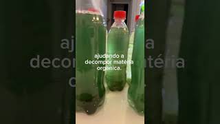 Microvida em aquário de água doce Micro Vida paramécios rotíferos infusórios zooplâncton e etc [upl. by Alexandre554]