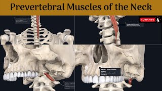 Prevertebral muscles of the neck  Longus cervicis amp capitis  Rectus capitis anterior amp Lateralis [upl. by Ahsinik214]