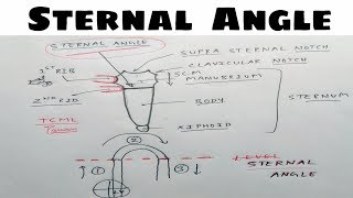 Sternal Angle  Angle of Louis  Thorax Anatomy  TCML [upl. by Hendel912]