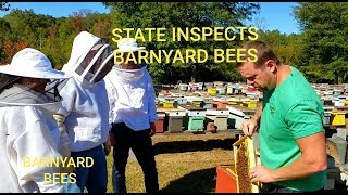 State Honey Bee Inspection At Barnyard Bees [upl. by Spark]